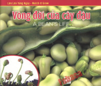 Image of Vòng đời của cây đậu